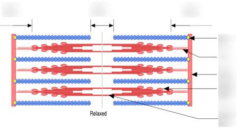 Structure Of A Sarcomere Diagram Quizlet