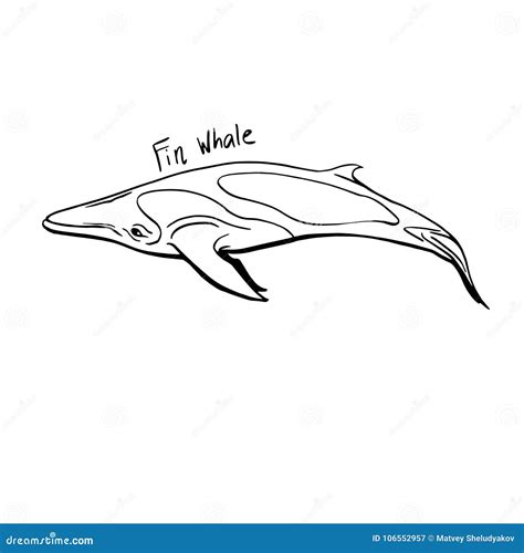 Fin Whale Hand Drawing Vector Line Art | CartoonDealer.com #106552957