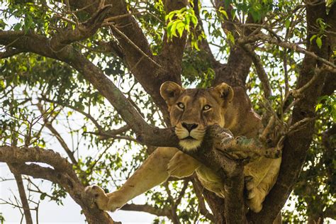 ISHASHA SECTOR OF QUEEN ELIZABETH Tree Climbing Lions Discover Gorillas