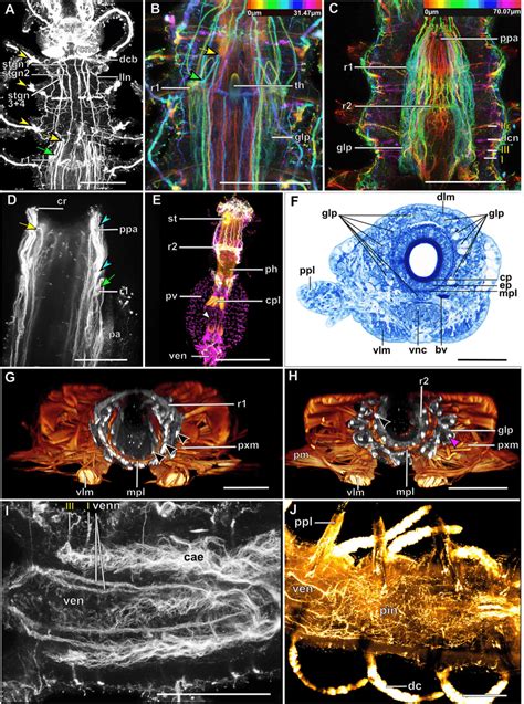 Details Of The Stomatogastric Nervous System In Syllidae A Syllis