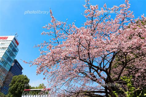 上野恩賜公園の満開の桜 写真素材 4331470 フォトライブラリー Photolibrary