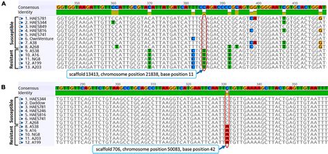 Frontiers Discovery Of Single Nucleotide Polymorphisms For Resistance