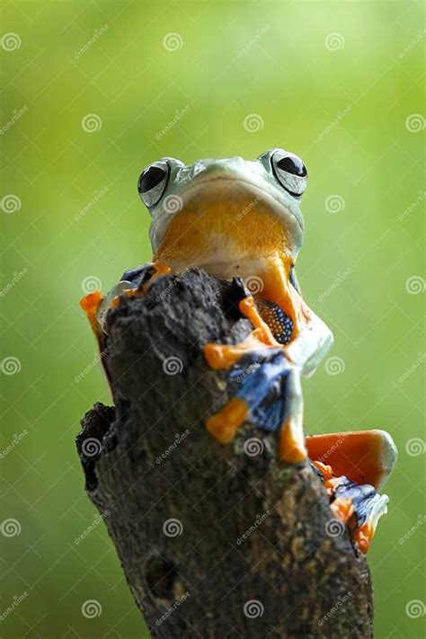 Tree Frog Flying Frog Javan Tree Frog Wallace Stock Photo Image Of