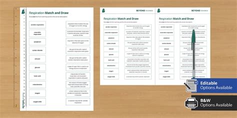 Respiration Matching Activity Junior Cert Teacher Made