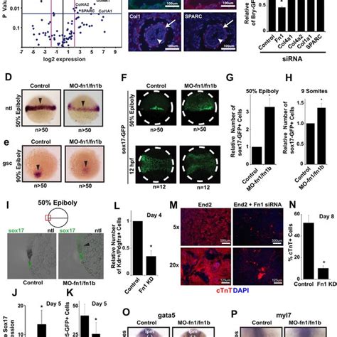 Fibronectin Augments Mesoderm Induction Through Integrin Dependent