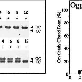 Kinetics Of Oxog Removal In The Ogg Mef Cell Line The