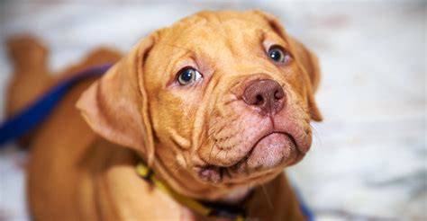 Red Nose Pitbull Facts - 30 Things You Never Knew About Them