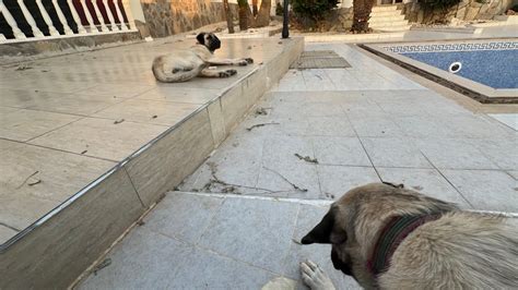 Kangal Hunde zehn Monate in meinem Garten in Alanya Antalya Türkei 3