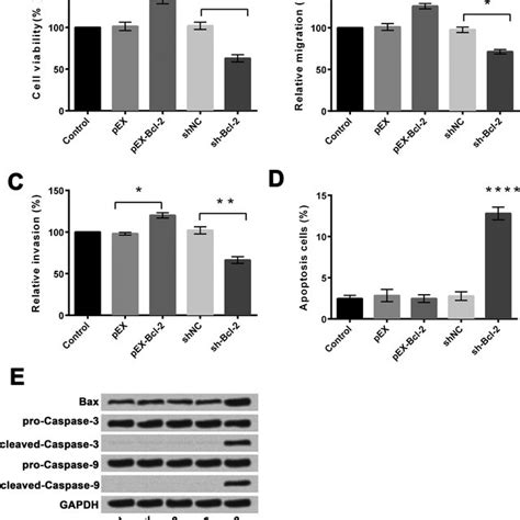 Overexpression And Suppression Of Bcl 2 And Their Effects On Cell