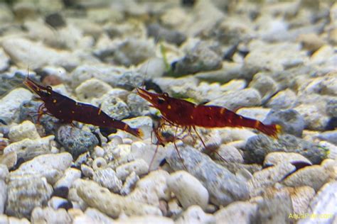 Креветки, раки, крабы и другие | Интернет-магазин АкваПитер