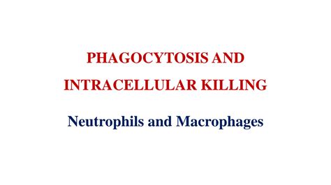 SOLUTION 10 Phagocytosis Intracellular Killing Studypool