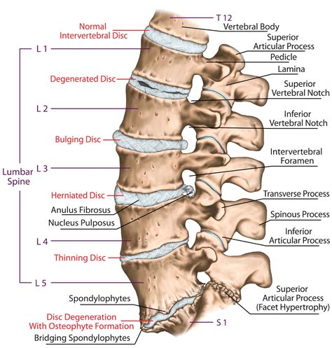 Spinal Degeneration & Degenerative Disc Disease Symptoms & Treatment