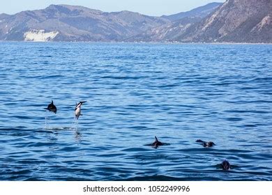 Pod Dolphins Jumping Out Water Stock Photo 1052249993 | Shutterstock