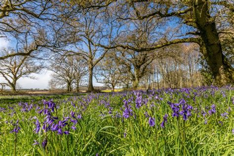 18 Of The Best Springtime Bluebell Woods In Dorset