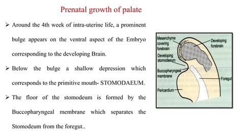 Development of palate | PPT