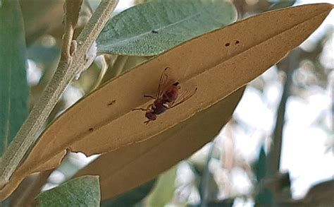 Lotta Alla Mosca Dell Olivo Stocker Garden