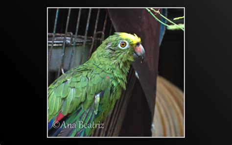 Aventura Fotogr Fica Loro Guaro Del Amazonas Amazona Amazonica