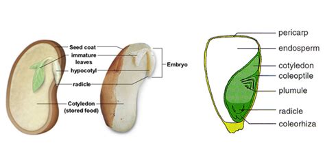 Seeds · Life Cycle Of Flowering Plants