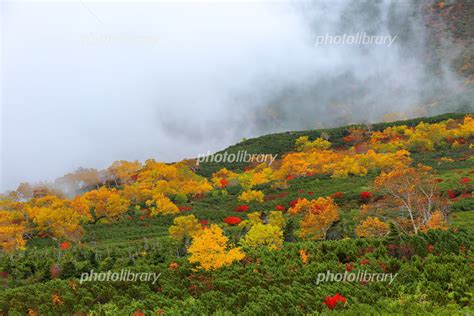 乗鞍岳の紅葉と霧 写真素材 5426038 フォトライブラリー Photolibrary