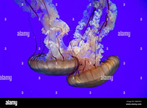 Fish And Jellyfish Hi Res Stock Photography And Images Alamy