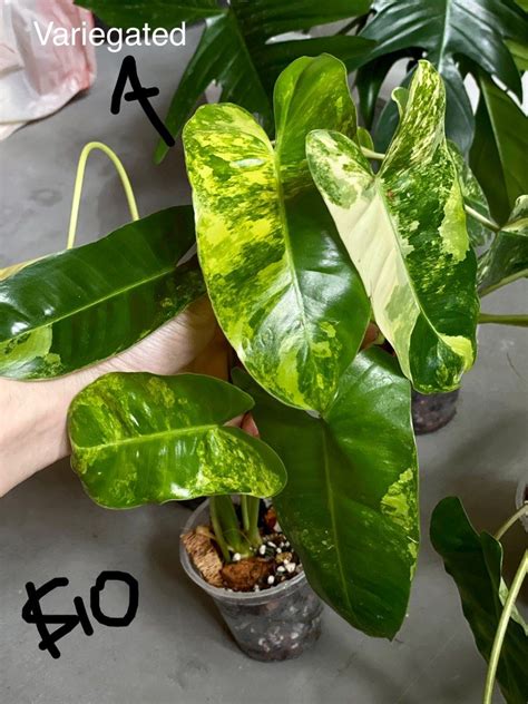 Philodendron Burle Marx Variegated Reverted Furniture Home Living