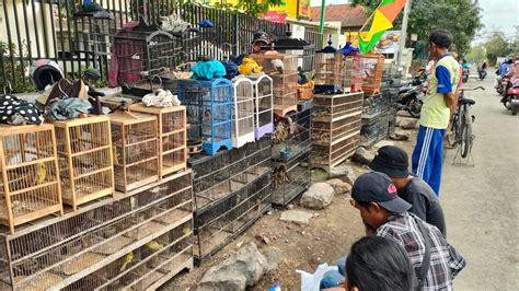 BURUNG INI MULAI DI SUKAI KICAU MANIA Gampang Bunyi Warna Menawan