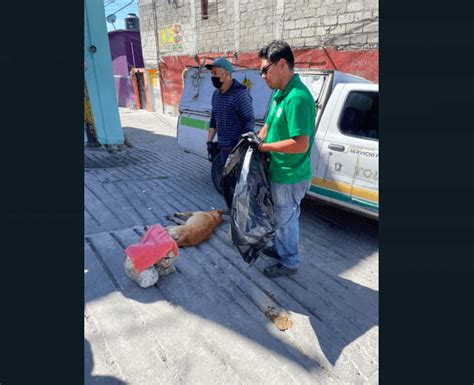 Aumentan Envenenamientos Y Abandono De Perros En Toluca Capital