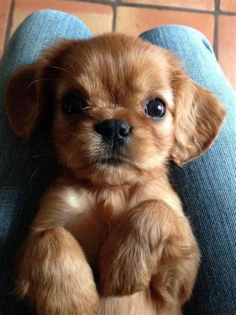 35 Puppies Who Are Far Too Cute For This World Soopush