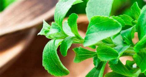 Aprende A Cultivar Stevia Siembra Cuidados Y Usos La Jardinoteca