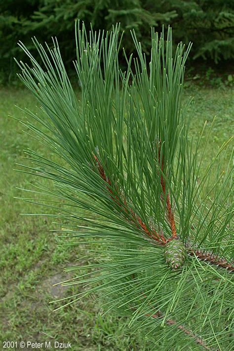 Pinus Resinosa Red Pine Minnesota Wildflowers