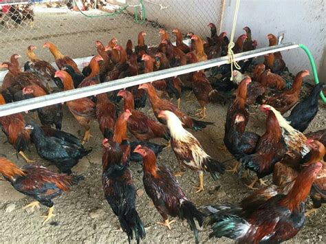 Desi Chicken For Meat At Rs 250 Kilogram In Jhargram ID 21043956462