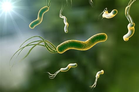 Helicobacter pylori u dzieci objawy zakażenia i leczenie