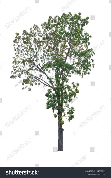 Closeup Big Mahogany Tree Isolated On Stock Photo 2204266731 Shutterstock