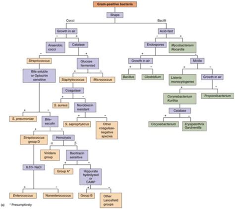 Microbio Exam 3 Flashcards Quizlet