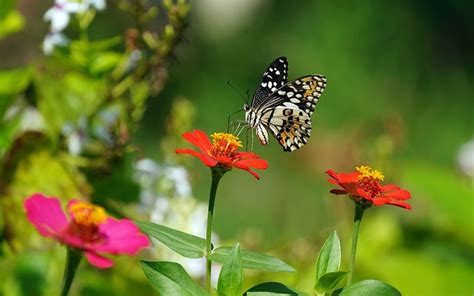 Fleur Papillon Pollinisation Photo Gratuite Sur Pixabay Pixabay