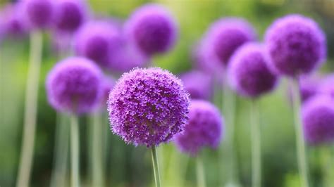 flowers, Purple, Depth Of Field, Nature, Purple Flowers Wallpapers HD / Desktop and Mobile ...