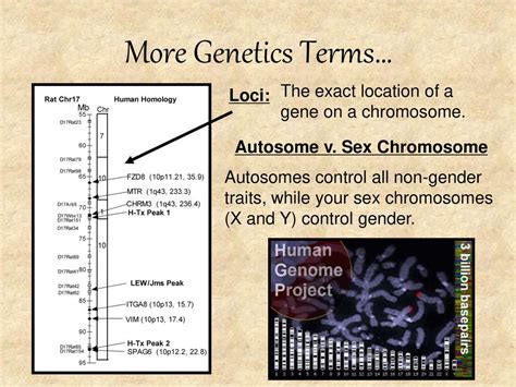 And Some Really Cool Genetics Too Ppt Download