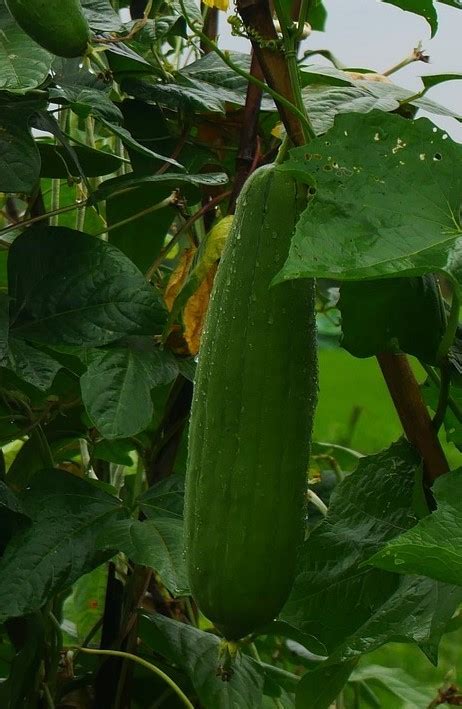 Luffa Cylindrica Trukwa Nasiona Oficjalne Archiwum