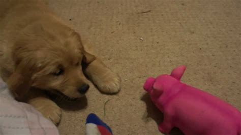 Golden Retriever Puppy Vs Evil Pink Pig Youtube