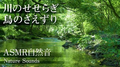 【asmr自然音】川のせせらぎと鳥のさえずり Nature Sounds｜勉強・作業用bgm・睡眠用bgm｜川の音・鳥の声｜快眠・リラックス