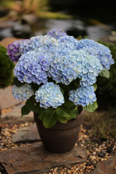 Hydrangea Macrophylla Magical Amethyst Blue Bcm Baumschule Christoph