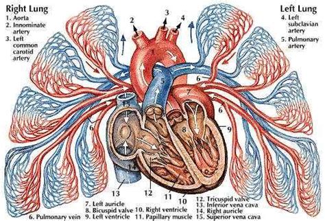 pulmonary circulation - Students | Britannica Kids | Homework Help