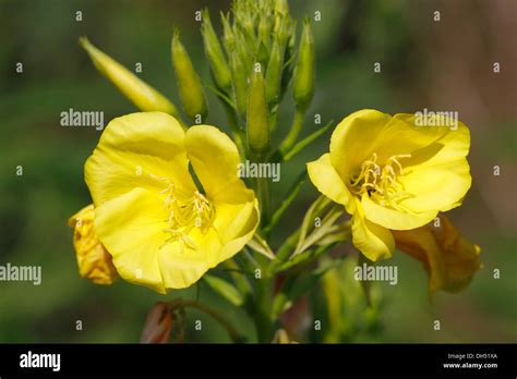 Flowering Common Evening Primrose Or Evening Star Oenothera Biennis