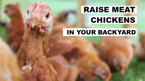 How To Raise MEAT CHICKENS Homesteaders Of America YouTube