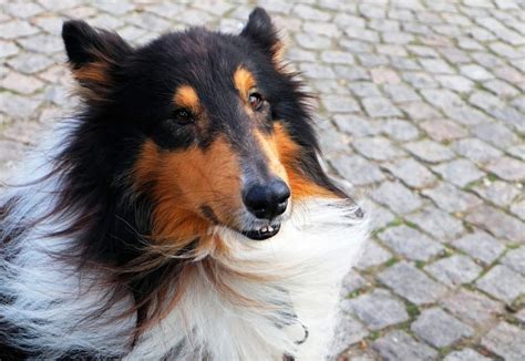 tricolor rough collie free image | Peakpx