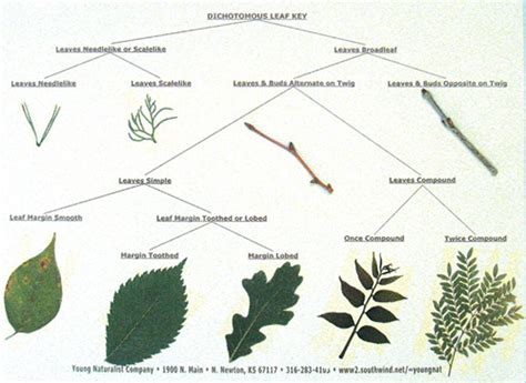 How To Make A Dichotomous Key For Leaves Dichotomous Key Tree Leaf