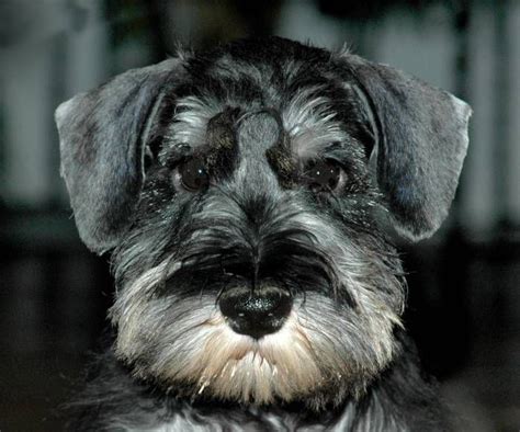 ♥ Schnauzers Mini Schnauzer Puppies Miniature Schnauzer Schnauzers