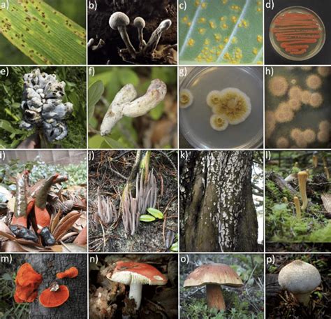 Basidiomycota