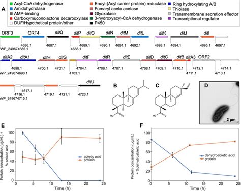 The Genetic Organization Of The Pseudomonas Abieticivorans Dit Cluster