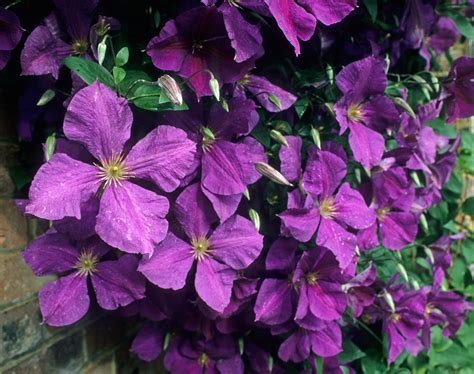 Jackman Superba Clematis Vines Clematis Jackmanii Clematis